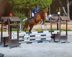 jumper Siraxta Suarez (Irish Sport Horse, 2016, from Sandro Boy)