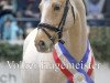 stallion Diors Daikiri (German Riding Pony, 2008, from Dior)