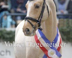 dressage horse Diors Daikiri (Deutsches Reitpony, 2008, from Dior)