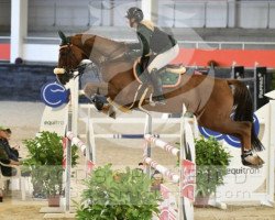 stallion Campari 345 (Oldenburg show jumper, 2015, from Cola Zero)