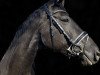 dressage horse Der Prinz 6 (Hanoverian, 2012, from Duke Ellington)