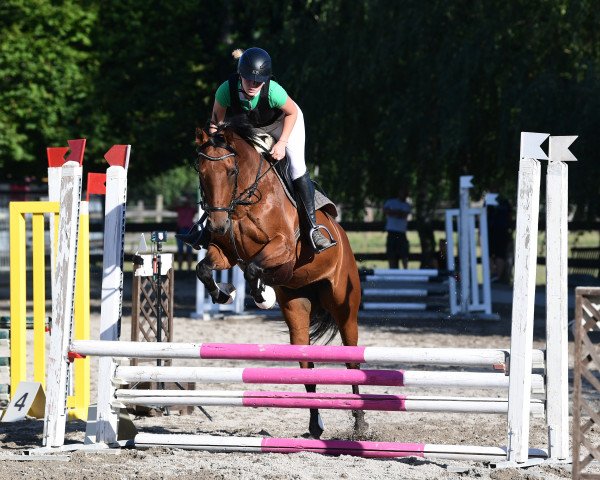 jumper Caramia Rl (Austrian Warmblood, 2014)