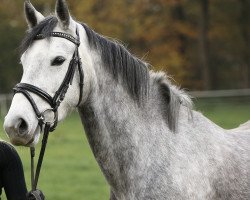 Springpferd Minerva's Coco LS (Deutsches Reitpony, 2018, von Cracher)