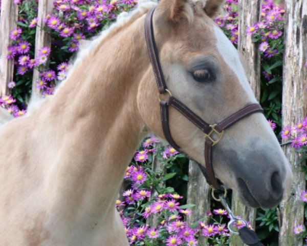 Pferd Amorelettronico (Haflinger, 2023, von Amerigo)