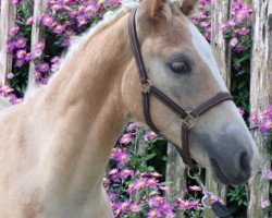 horse Amorelettronico (Haflinger, 2023, from Amerigo)