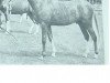 Deckhengst Crystal King ox (Vollblutaraber, 1969, von Indian King ox)