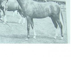 stallion Crystal King ox (Arabian thoroughbred, 1969, from Indian King ox)