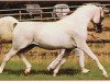 stallion Arakan ox (Arabian thoroughbred, 1970, from Burkan ox)