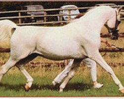 stallion Arakan ox (Arabian thoroughbred, 1970, from Burkan ox)