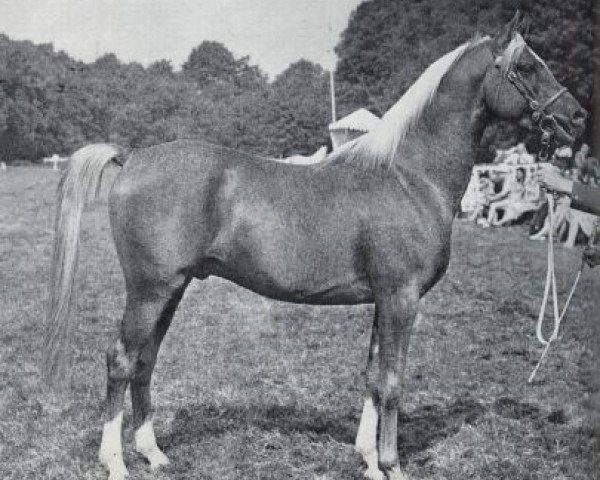 Deckhengst Kossak ox (Vollblutaraber, 1960, von Rushti ox)