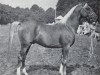 stallion Kossak ox (Arabian thoroughbred, 1960, from Rushti ox)