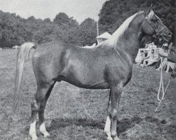 Deckhengst Kossak ox (Vollblutaraber, 1960, von Rushti ox)