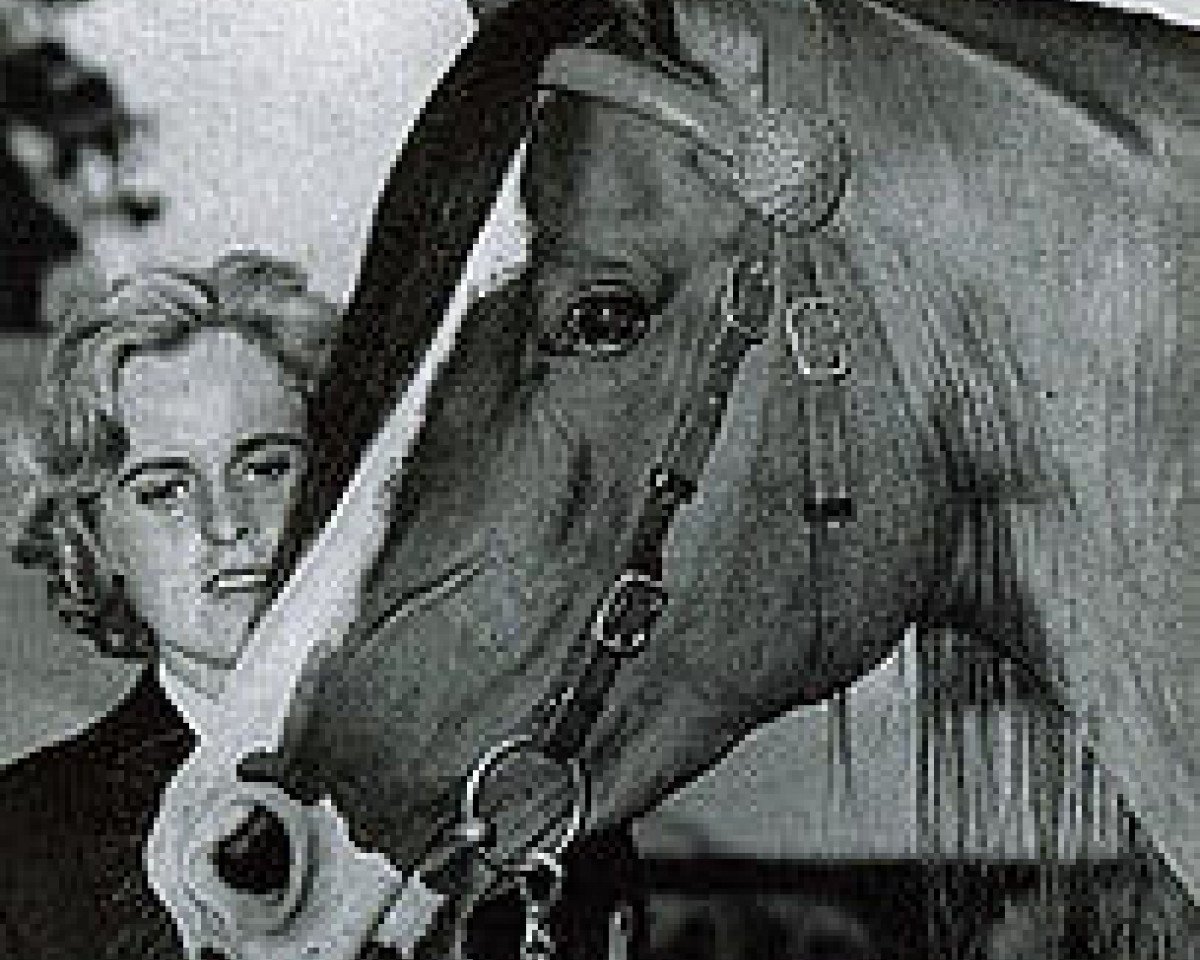 stallion K of K ox (Arabian purebred, 1957, from Kasimdar ox)