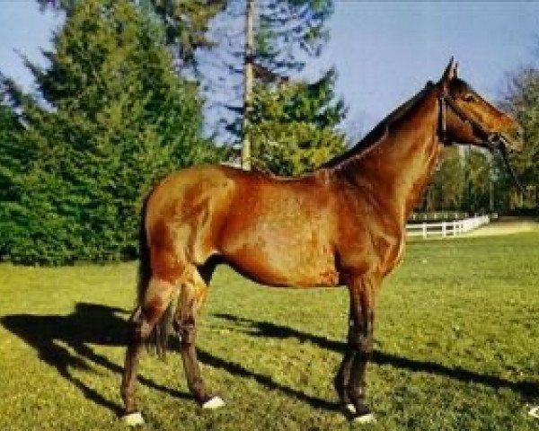 stallion Kespoulit AA (Anglo-Arabs, 1968, from Djerba Oua ox)