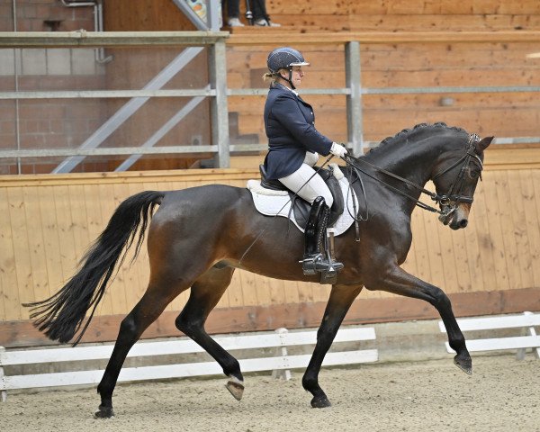 stallion Sapperdeflap (Oldenburg, 2010, from San Amour I)