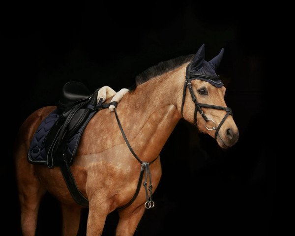 dressage horse Dominga Deluxe (Rhinelander, 2009, from Fs Dr Watson)