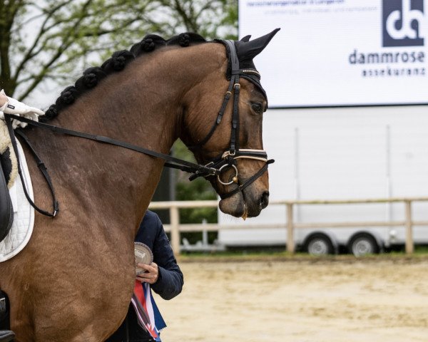 dressage horse Dancing Daiquiri (Hanoverian, 2018, from Desperado)
