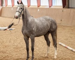 broodmare Imperia 38 (Holsteiner, 2016, from Casall Ask)