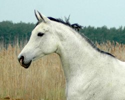 broodmare Varabella (Trakehner, 2006, from Pamir ox)