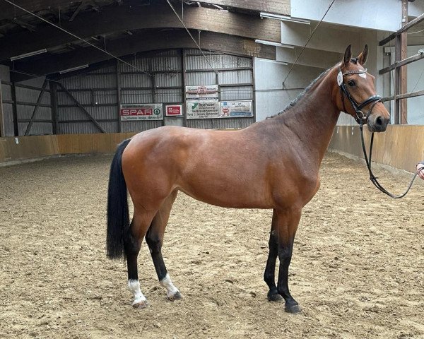 broodmare Nasty Girl (Holsteiner, 2020, from Casall Ask)