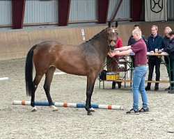 broodmare Cartier (Holsteiner, 2020, from Cash and Carry)