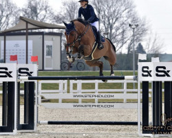 jumper Logan (KWPN (Royal Dutch Sporthorse), 2012, from Lord Z)