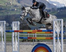 jumper Ninette (Swiss Warmblood, 2014, from Numero Uno)