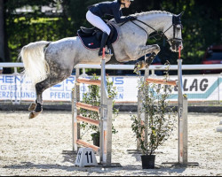 jumper Acolino (German Warmblood, 2011, from Acodetto I)