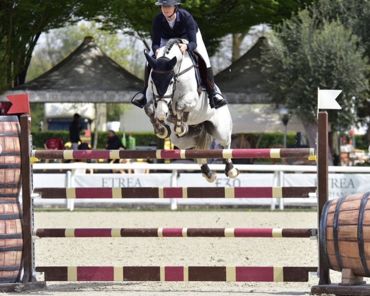 jumper Nestor VDR (Belgian Warmblood, 2013, from Houston)