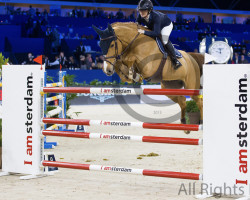 jumper Meibloem VD Donkhoeve (Belgian Warmblood, 2012, from Diamant de Semilly)