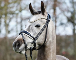 Dressurpferd Blinding Light (Deutsches Reitpony, 2019, von Blind Date AT)