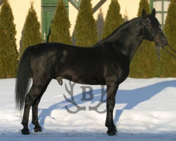 Deckhengst 231 Conversano X Clea (C. VI-4) (Lipizzaner, 1991, von 204 Conversano VI Gaetana)