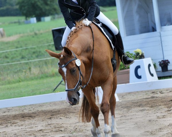 dressage horse Donna Grandela (Hanoverian, 2016, from Don Frederico)