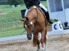 dressage horse Donna Grandela (Hanoverian, 2016, from Don Frederico)