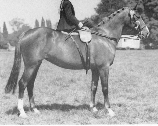 broodmare Chocolate Box (Arab half breed / Partbred, 1942, from Rissaal ox)
