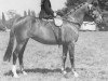 broodmare Chocolate Box (Arab half breed / Partbred, 1942, from Rissaal ox)