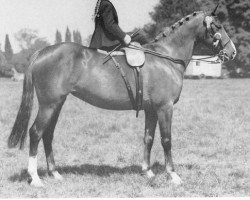 Zuchtstute Chocolate Box (Arabisches Halbblut / Partbred, 1942, von Rissaal ox)