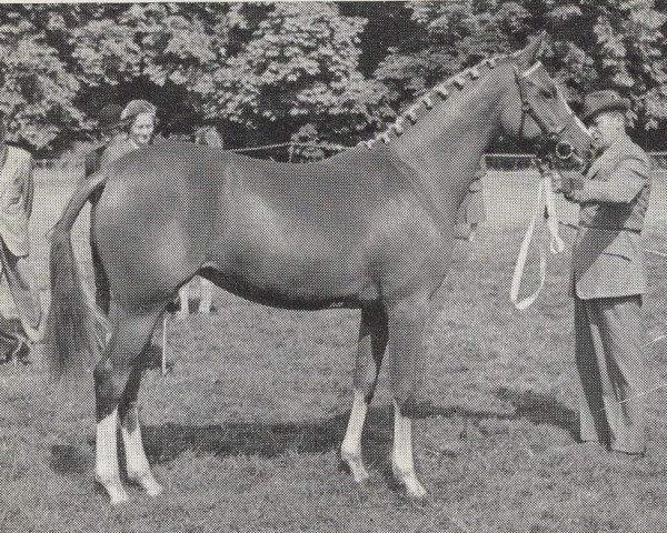 broodmare Marina Fair AA (Anglo-Arabs, 1958, from Mikeno 1949 ox)