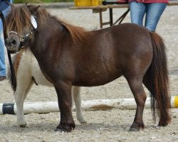 Pferd Fleetwood Ley Zappzerapp (Shetland Pony (unter 87 cm), 2015, von Fleetwood Ley Poppstar)