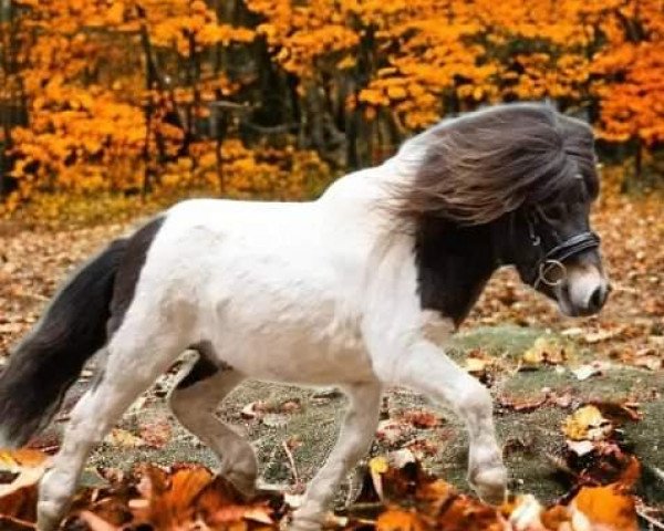 Pferd Einstein vom Ollengrund (Shetland Pony (unter 87 cm), 2020, von Krummhörn`s Elmar)