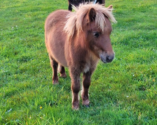 Pferd Pablo vom Burgblick (Shetland Pony (unter 87 cm), 2023, von Prinz Justus vom Zwergenhof)