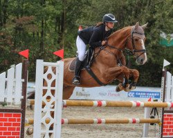 jumper Go For It 3 (Belgian Warmblood, 2006, from Bengale)