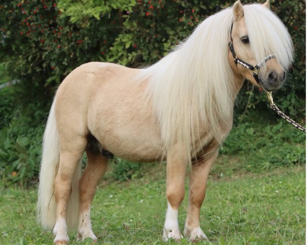 stallion Grey Flannel v. Ellernbrook (Shetland pony (under 87 cm), 2016, from Greylight B)