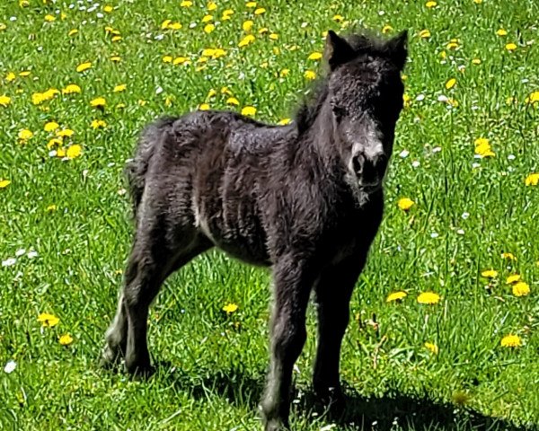 horse Plutos vom Burgblick (Shetland pony (under 87 cm), 2023, from Prinz Justus vom Zwergenhof)