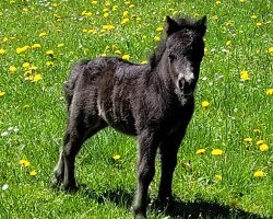 Pferd Plutos vom Burgblick (Shetland Pony (unter 87 cm), 2023, von Prinz Justus vom Zwergenhof)