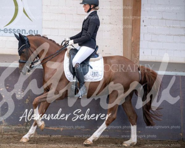 dressage horse Newport 5 (German Riding Pony, 2013, from Fs Numero Uno)