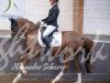 dressage horse Newport 5 (German Riding Pony, 2013, from Fs Numero Uno)