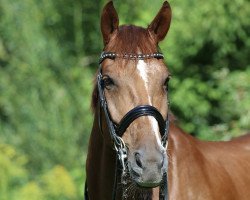 dressage horse Silvano-Gold (Oldenburg, 2008, from Serano Gold)