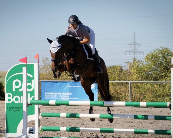 jumper Caya Rose 2 (German Sport Horse, 2018, from Cayado 3)
