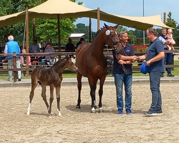 broodmare Queens Special Juna LH (Oldenburg show jumper, 2019, from I'm Special de Muze)